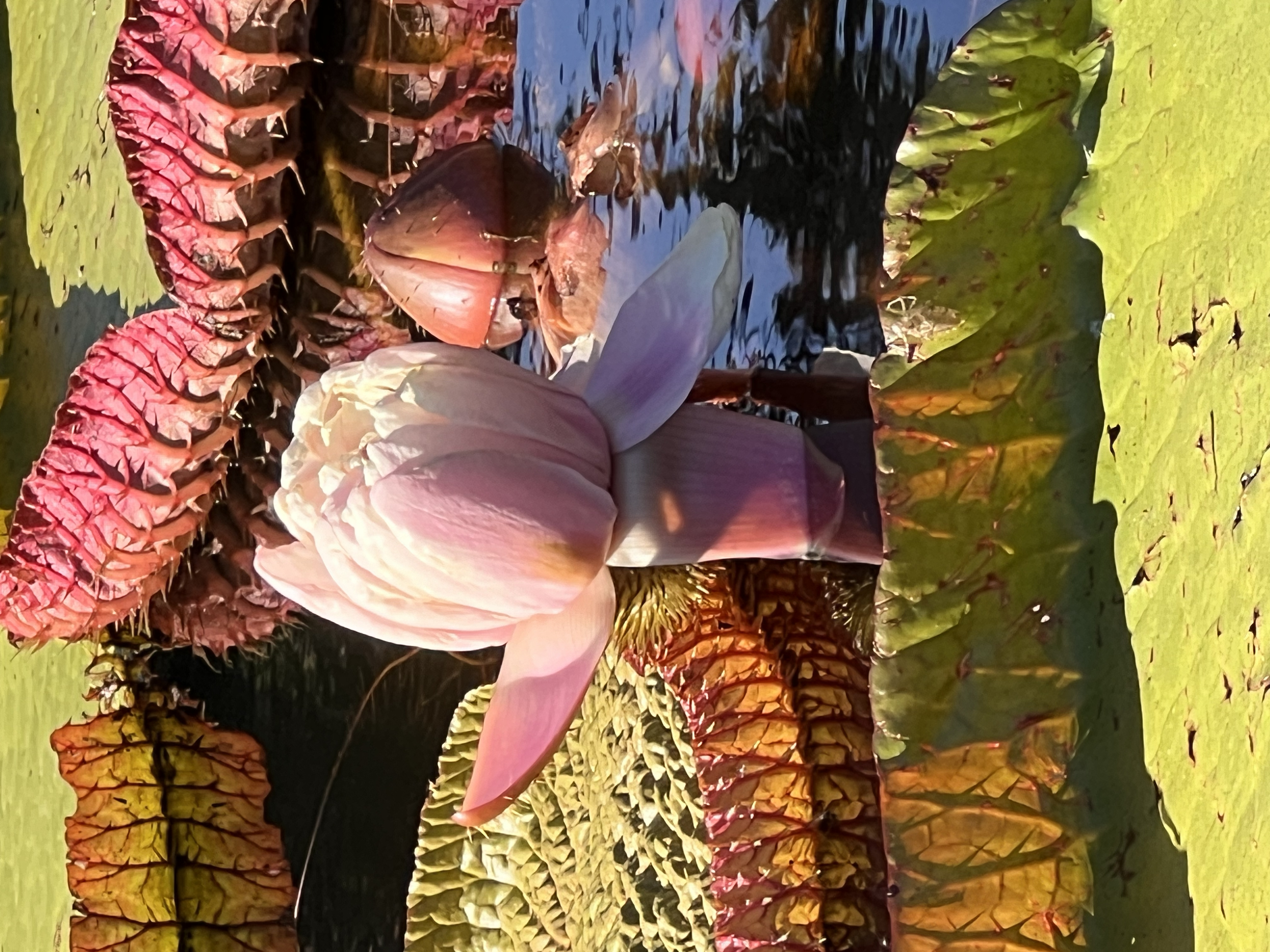 ./2024/10 - Myrtle Beach/IMG_4251.jpg